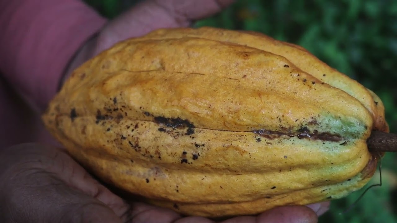 CEYLON COCO