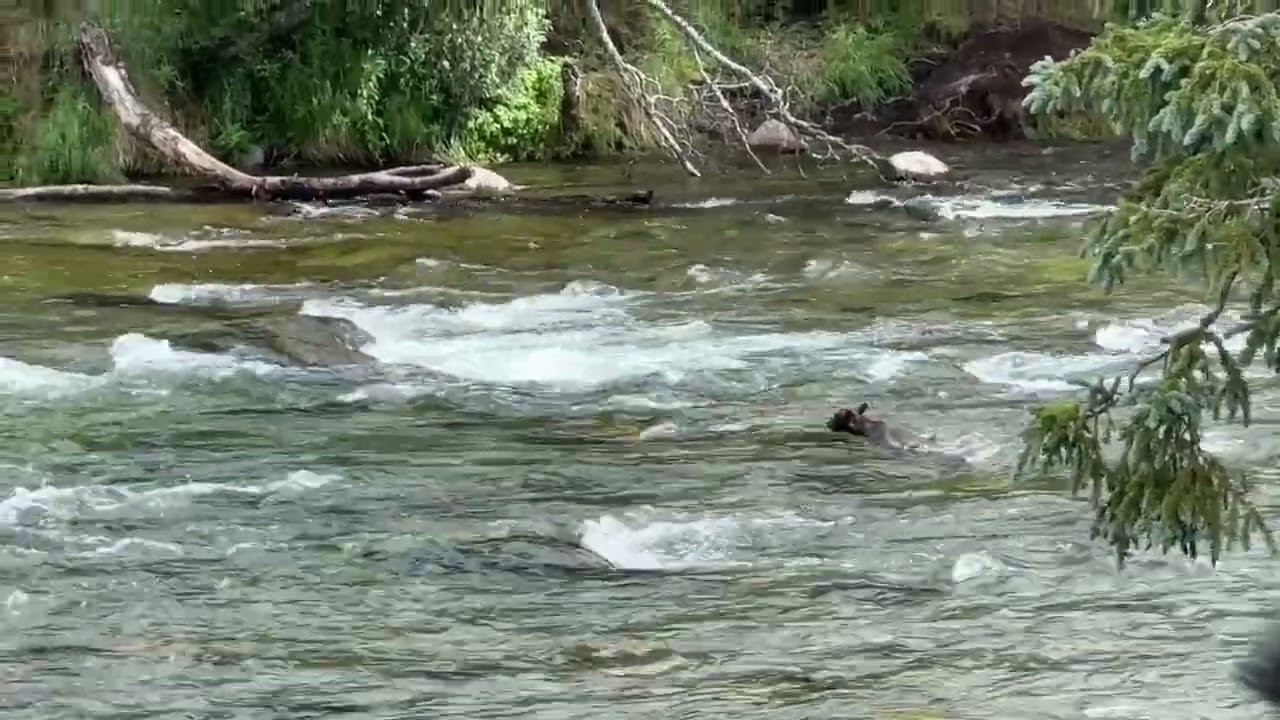 Grazer 128 with 2 cubs attacked by Chunk 32 at KatMai July 27, 2024