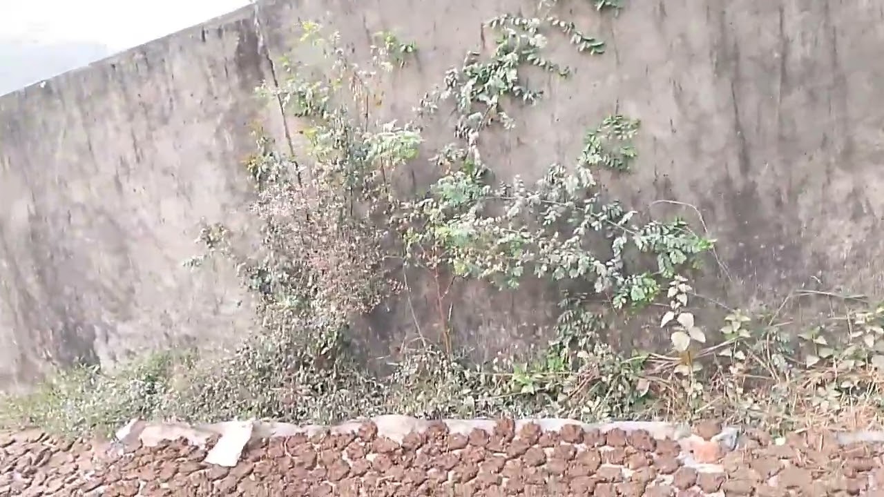 মাত্র ১০ লাখ টাকা  করে শতাংশ ৬ শতাংশ জমি বিক্রি হবে কেরানীগঞ্জ বিল কাঠুরিয়া 01768873308#shortvideo 