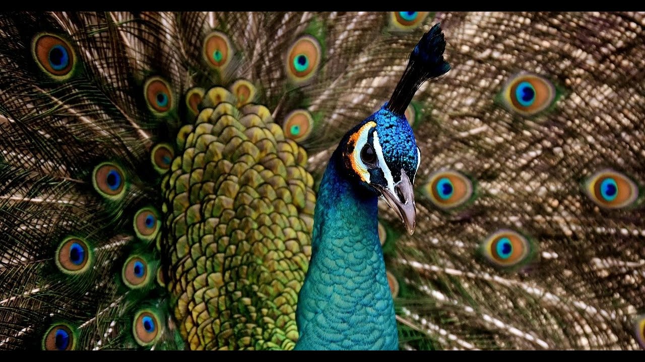 The Complete Peacock Life Cycle: Egg to Icon