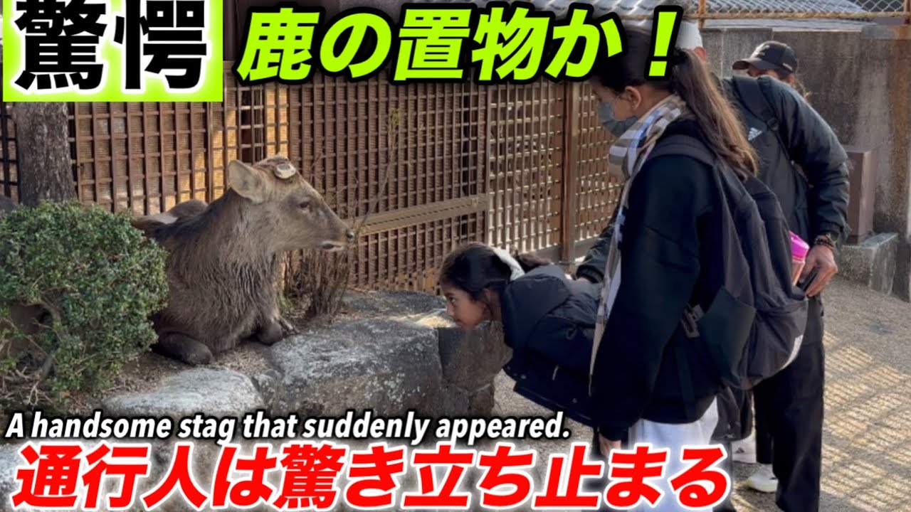 驚愕の通行人　鹿のエクステリアではないのかWait, is this not a deer exterior piece?