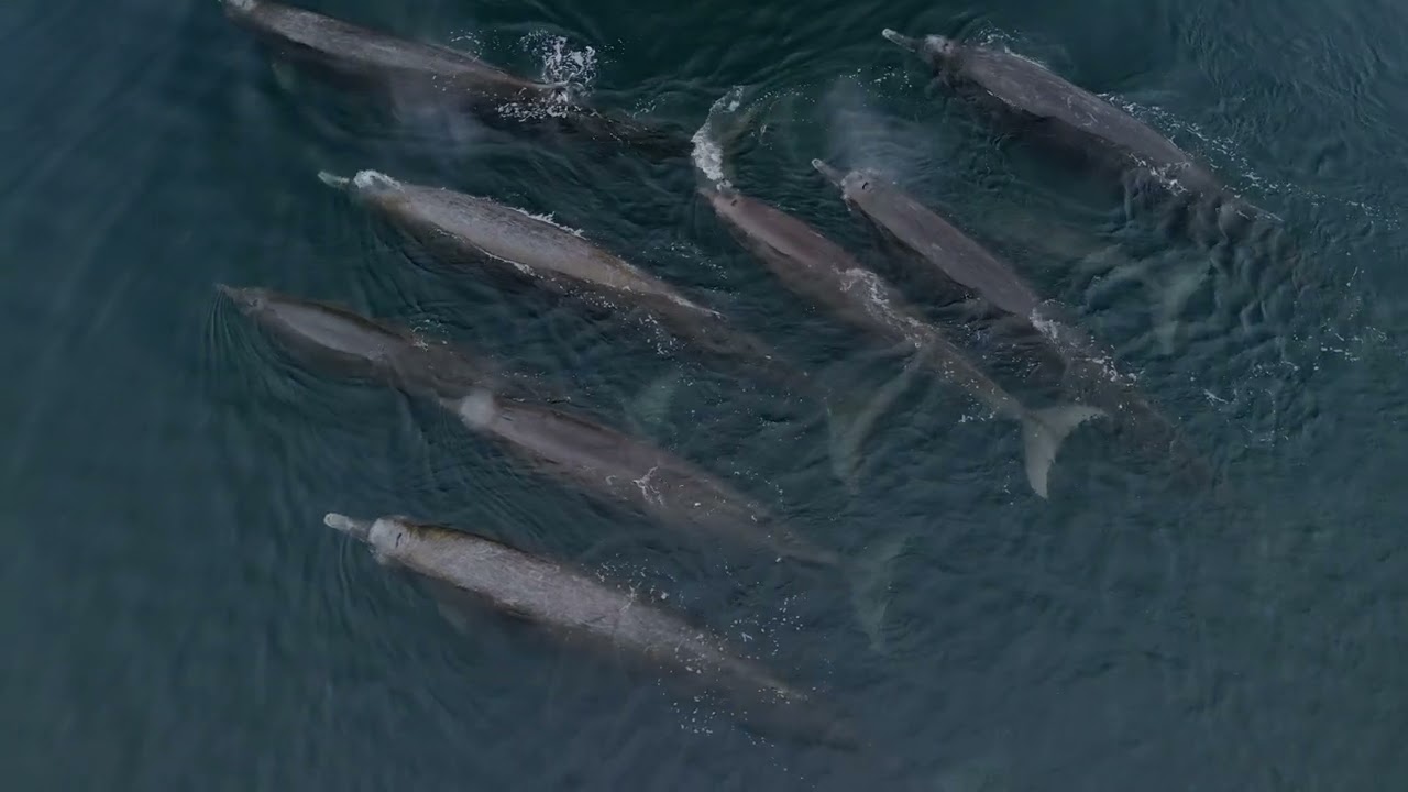 Baird's Beaked Whales 5/27/23
