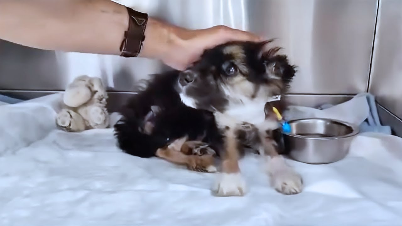 The puppy dragged with an injured neck, it cried but could not make a sound.