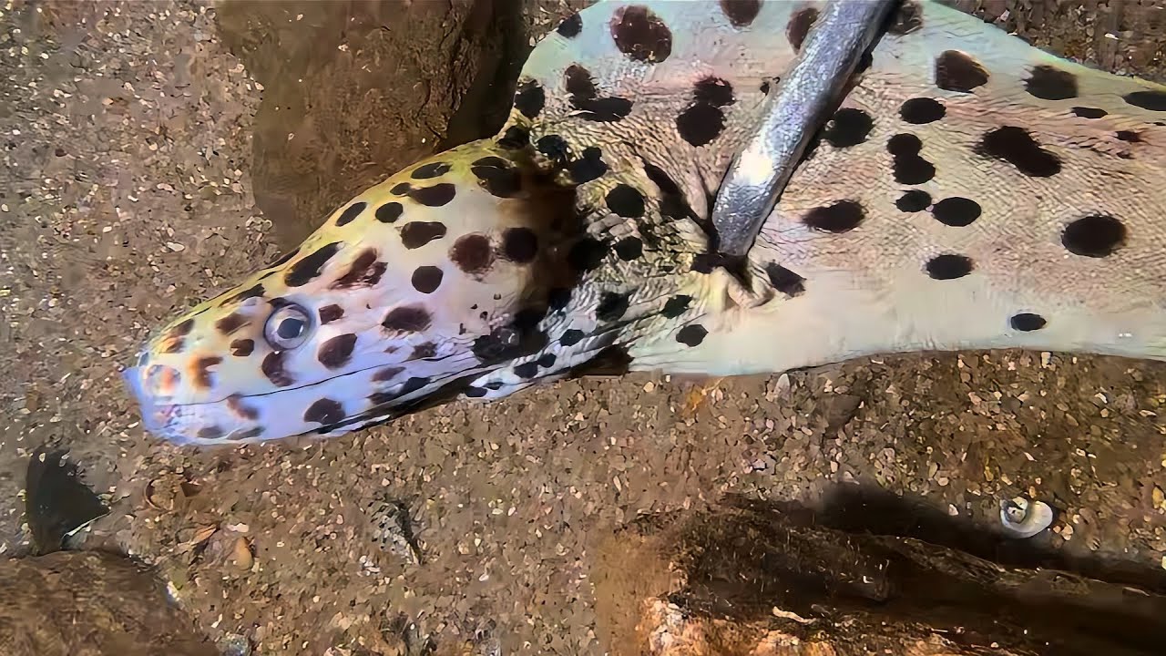 Live 🟢 –Octopus Great Escape? Full Catch Reversal！🦀🌊#diving  #fishing #hunting #shorts