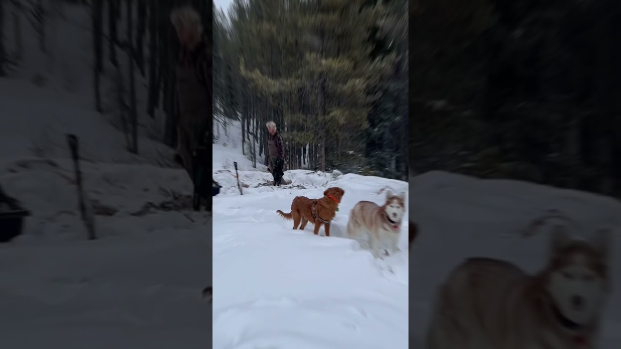 #adventure #dogs #camping #wintercamping #staywild #adventurecamping #hottent #hottentcamping