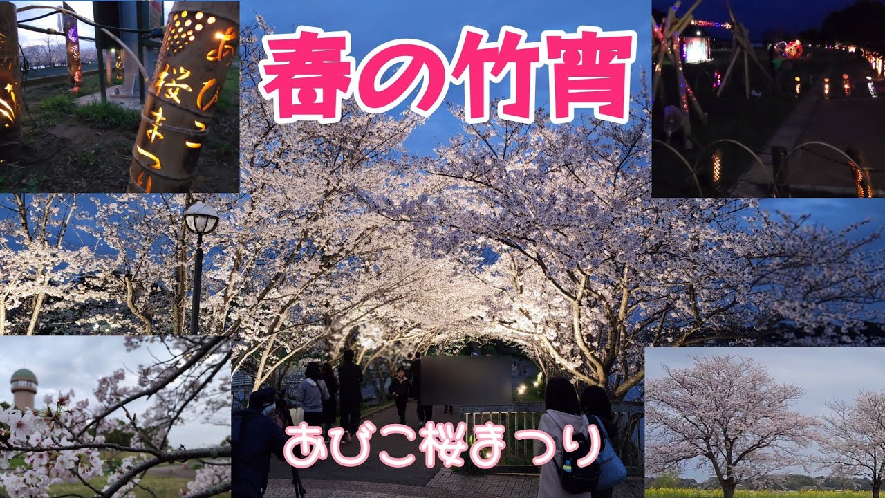 【夕暮れの手賀沼･桜の遊歩道】《新･ちゃんぽ》第1回  手賀沼桜まつり