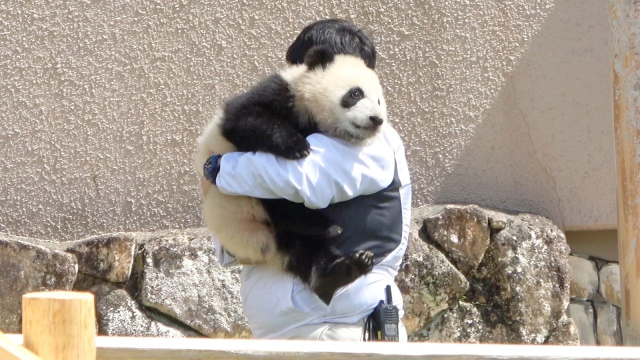 微笑ましい赤ちゃんパンダと飼育員さんとのふれあい♥ #パンダ #アドベン #アドベンチャーワールド