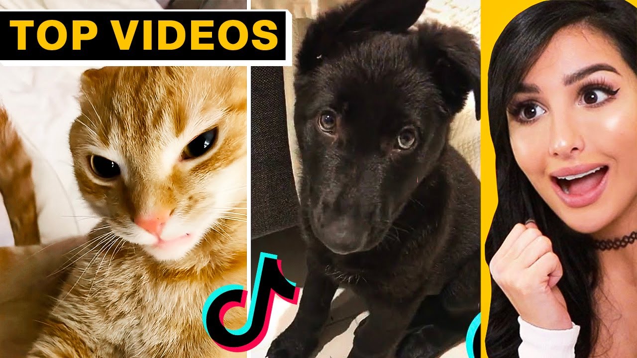 Милые животные из TikTok, которые заставят вас смеяться | SSSniperWolf