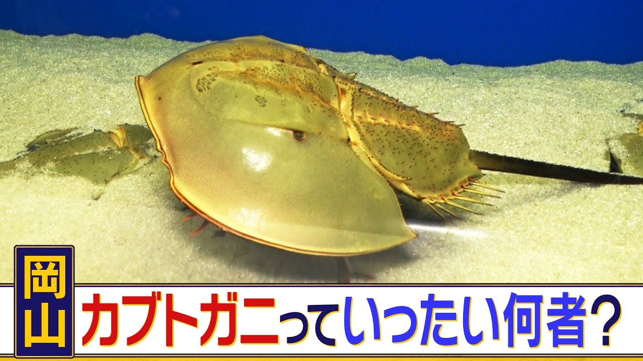 生きた化石「カブトガニ」とはいったい？　岡山県笠原市にある世界で唯一のカブトガニ博物館でその正体に迫る！　太古の生物の知られざる正体が判明！？