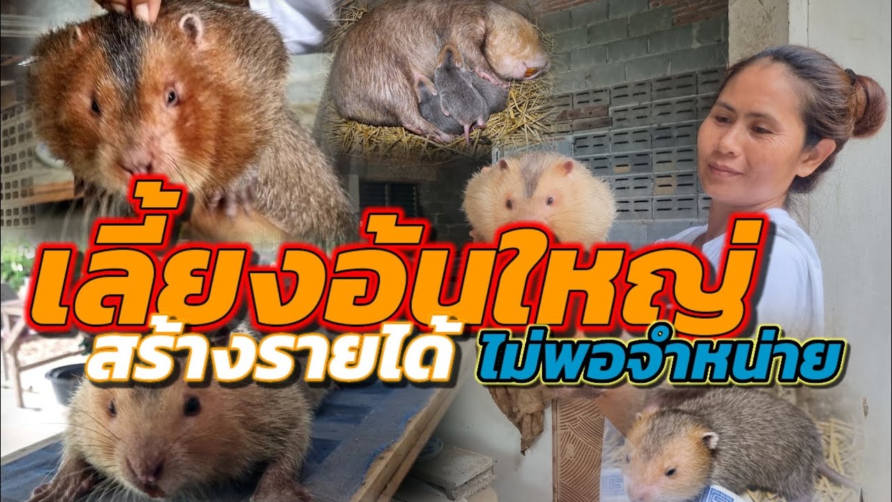 เลี้ยงอ้นใหญ่สร้างรายได้ สัตว์เลี้ยงสุดน่ารัก อ.เดิมบางนางบวช จ.สุพรรณบุรี