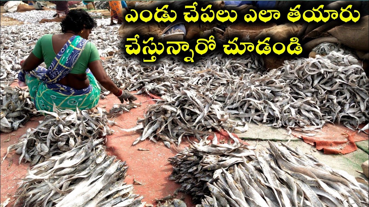 Dry fish making process | @youngfarmeratoztelugu
