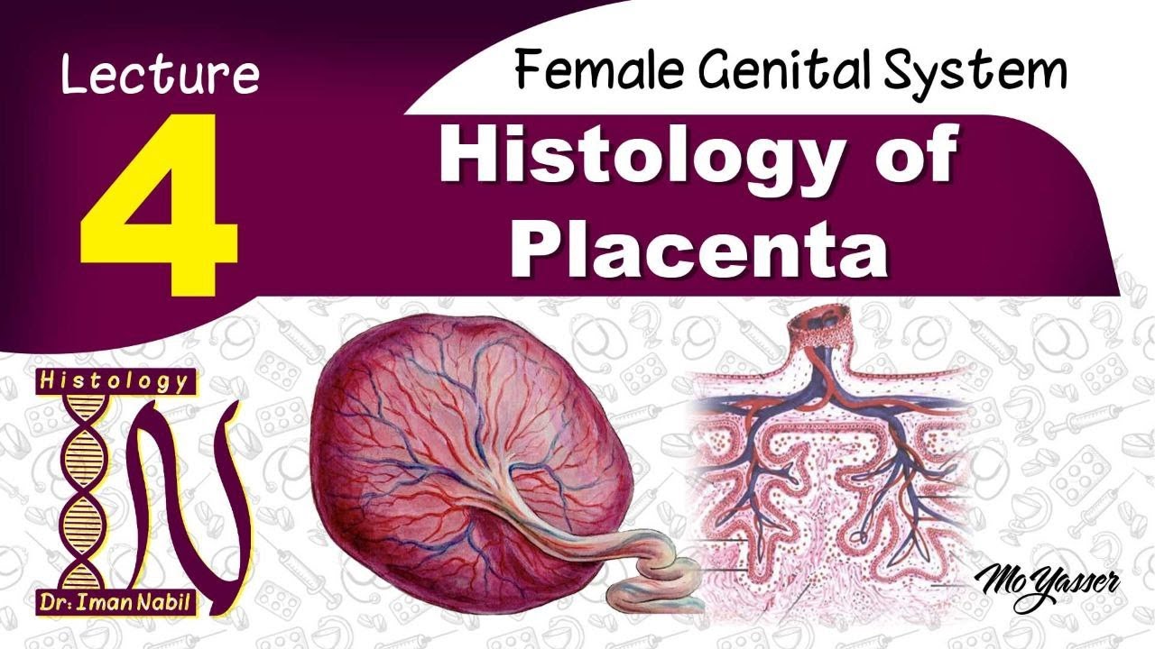 Histology of Placenta-Female genital system