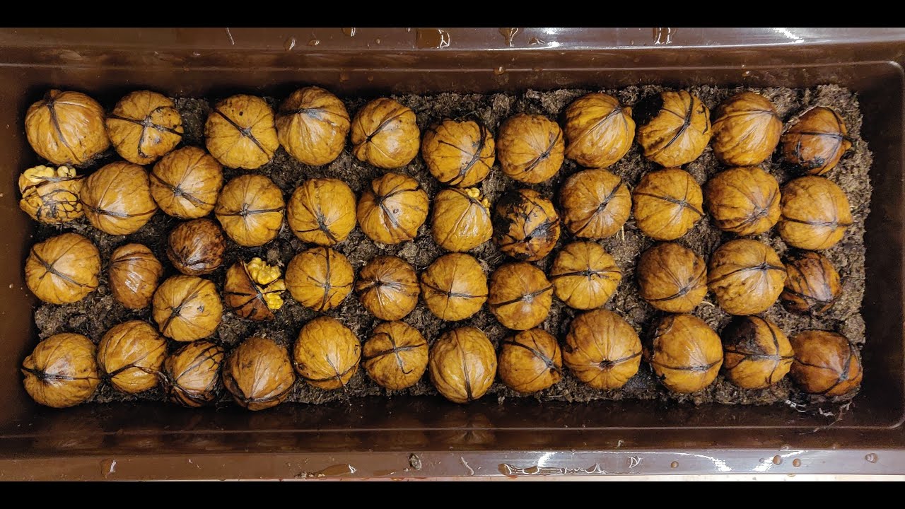 Incoltirea Nucilor in 10 zile - Walnut Germination in 10 Days