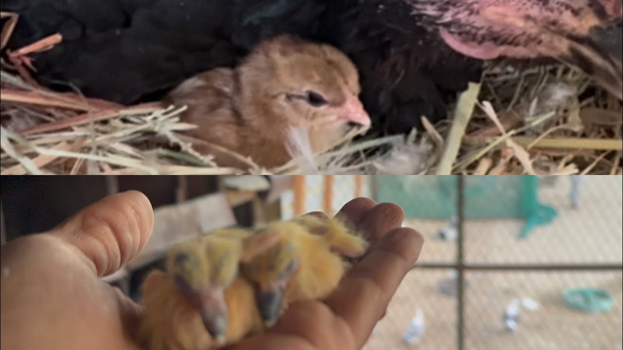 بيض الحمام والدجاج الباكستاني فقس 