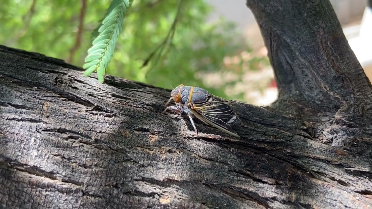 Cicadas