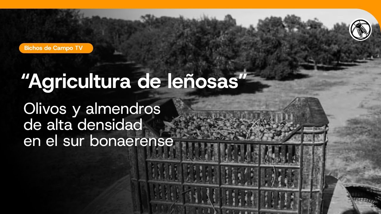 Bichos de Campo TV: Agricultura de leñosas. Olivos y almendros de alta densidad en el sur bonaerense