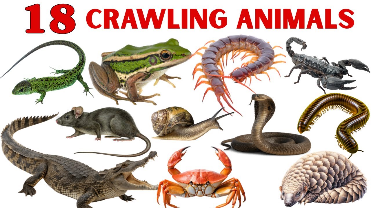 रेंगने वाले जानवरों के नाम | Crawling Animals Name for Kids | Kids Learning Video