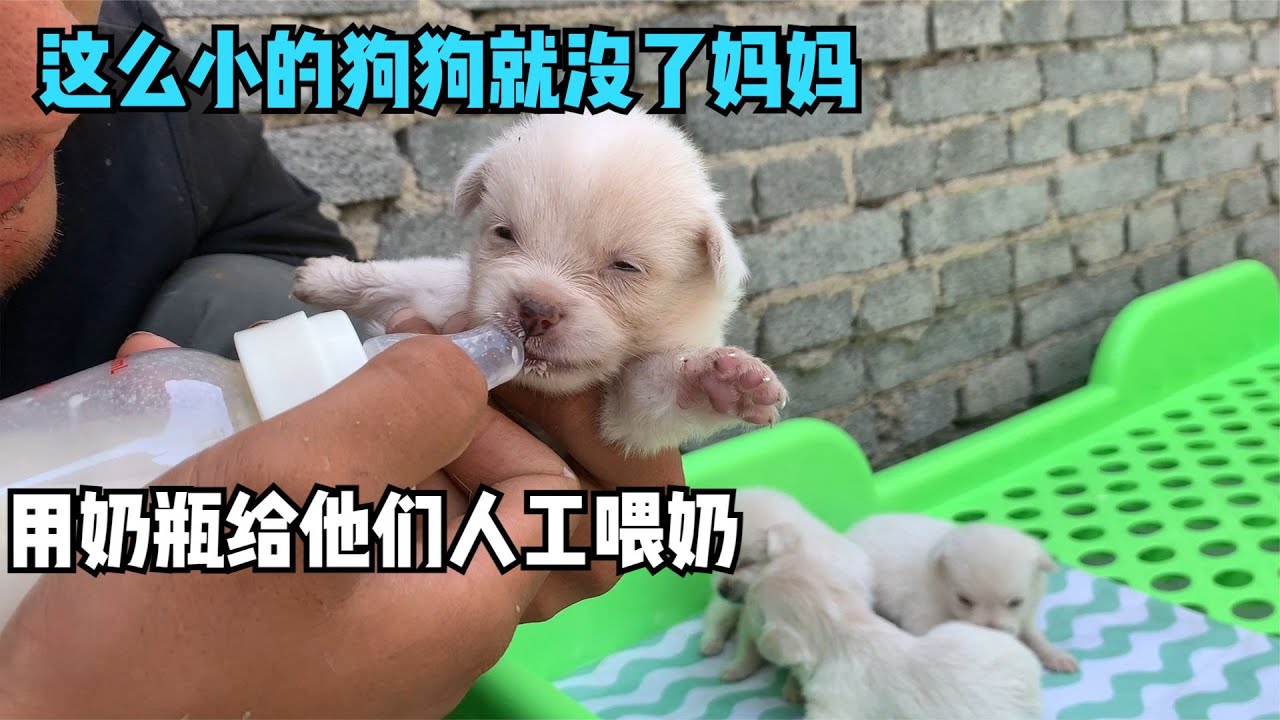 剛睜開眼睛的小奶狗就失去了媽媽，小伙用奶瓶給他們人工餵奶，好暖心