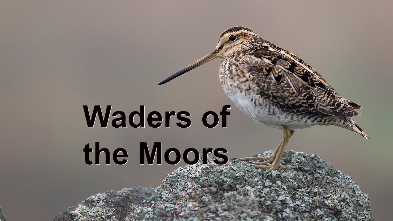 What Amazing Birds Live on the Moors? Filmed with the Nikon Z8 and the 180-600mm lens