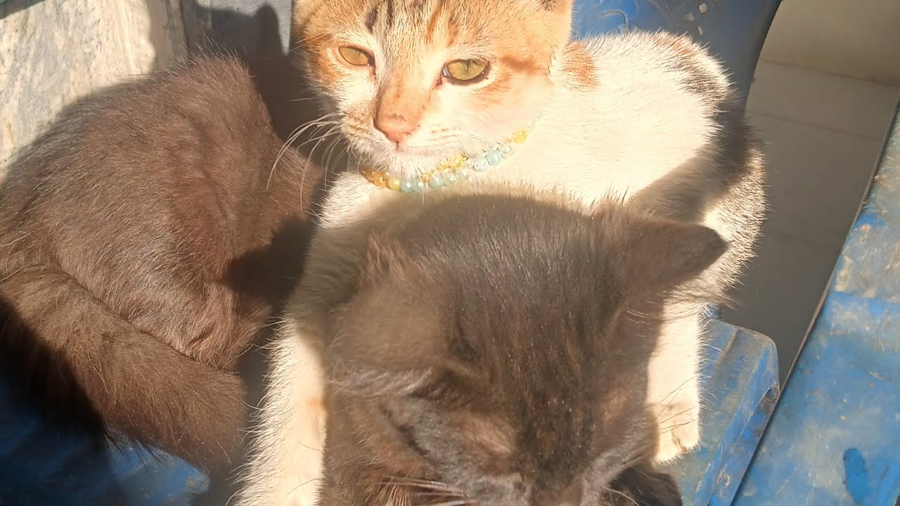 भिगां और ठगु कैसै बैठै है खोदी मे #viralvideo #viralvideo #video #catlovers #video #minivlog 