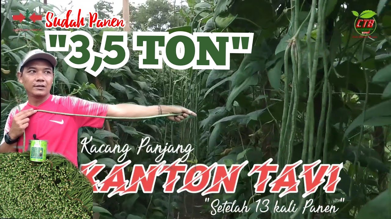 Budidaya Kacang Panjang Kanton Tavi ditengah Serangan Virus