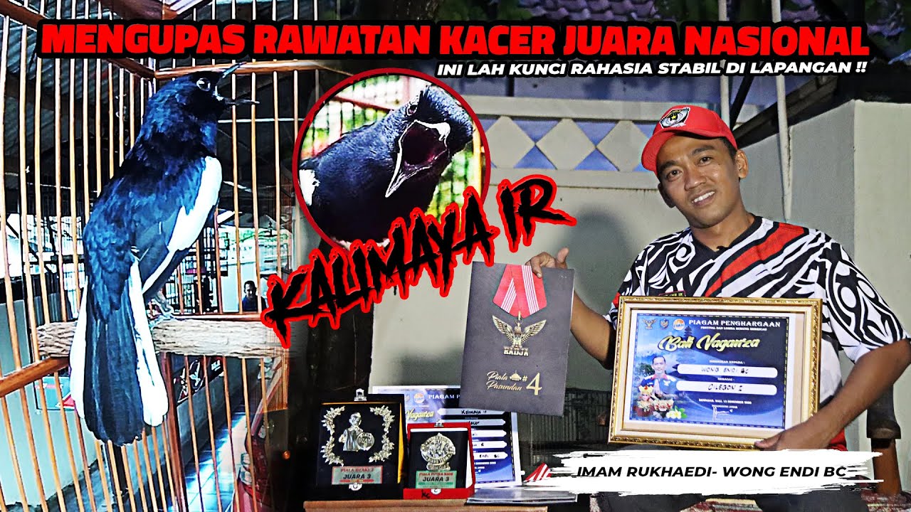 MENGUPAS RAWATAN KACER JUARA NASIONAL || KALIMAYA IR || INI LAH KUNCI RAHASIA STABIL DI LAPANGAN !!
