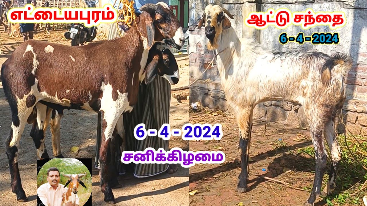 6 - 4 - 2024 / எட்டையபுரம் சனிக்கிழமை ஆட்டு சந்தை / Ettayapuram / @tamilvivasayi