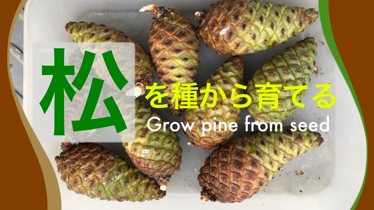 【黒松】松ぼっくり採取〜発芽／ Pine cone collection ~ germination