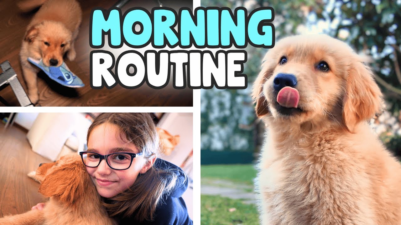 MORNING ROUTINE CUCCIOLO DI GOLDEN RETRIEVER: Golden Summer