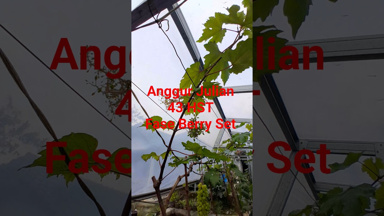 Progres anggur Julian 43 HST sudah masuk fase Berry set