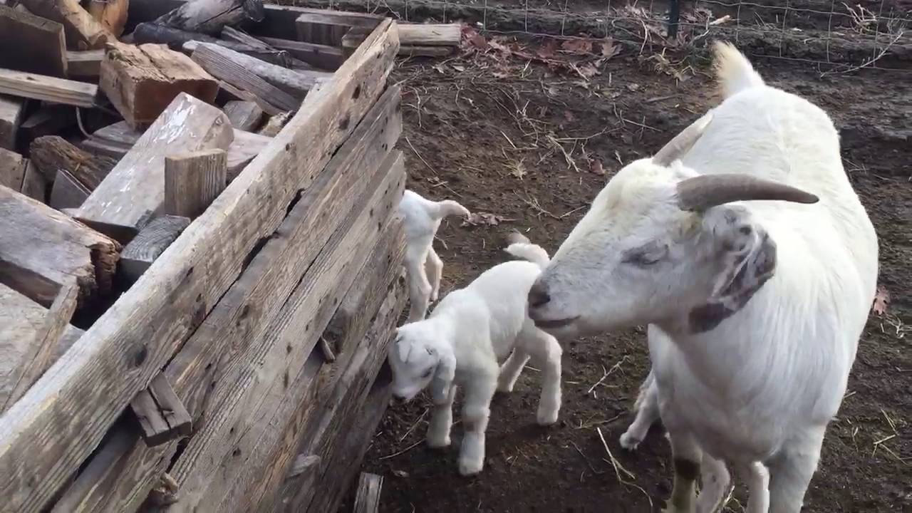 First Steps for these Baby Savanna Goats