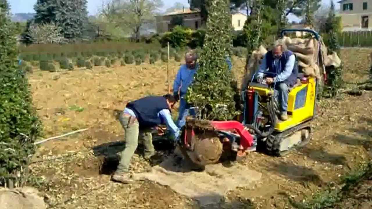 Zollatura lecci aprile 2012