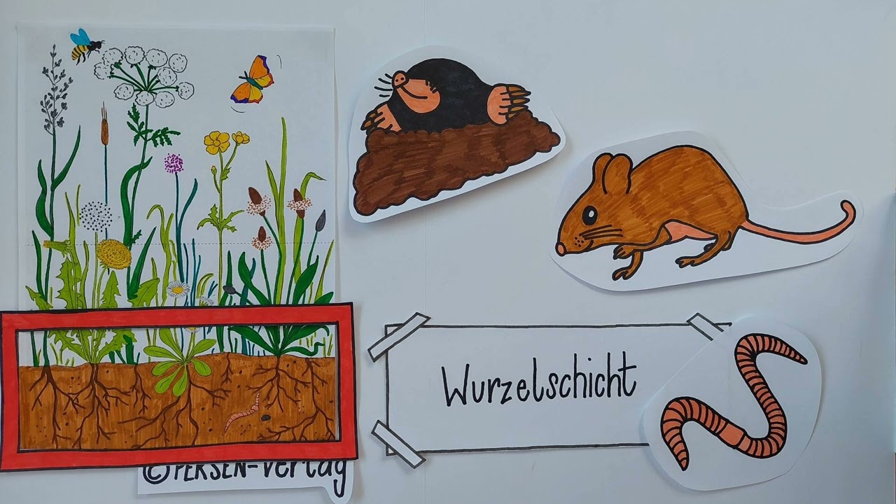 Erklärvideo - Die Stockwerke der Wiese