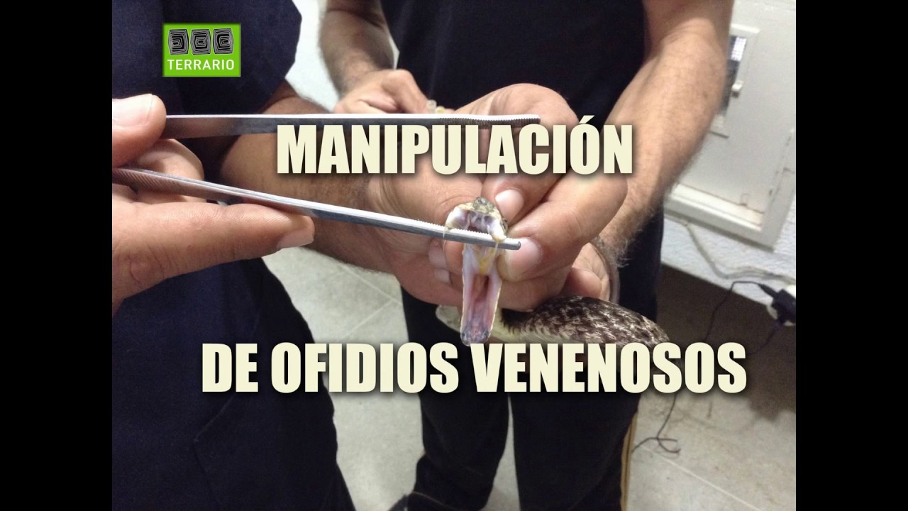 MANIPULACI&Oacute;N DE OFIDIOS VENENOSOS