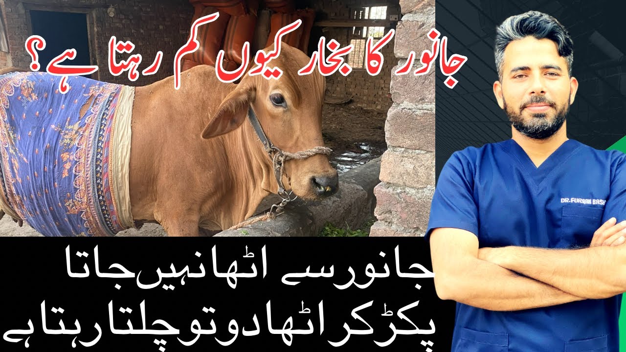 Winter stress in animals | hypothermia in cattle | hypophosphatemia in cattle | Dr Furqan Basheer