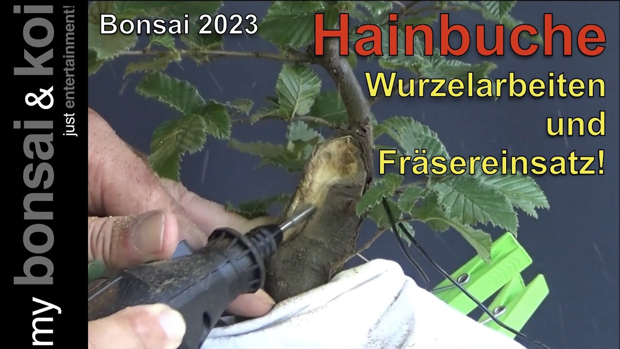 Bonsai 2023-43 - Hainbuche - Carpinus betulus - Wurzelarbeiten und Fräsereinsatz
