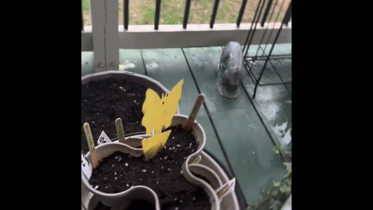 Spring 2023 Garden - What I&rsquo;m Growing
