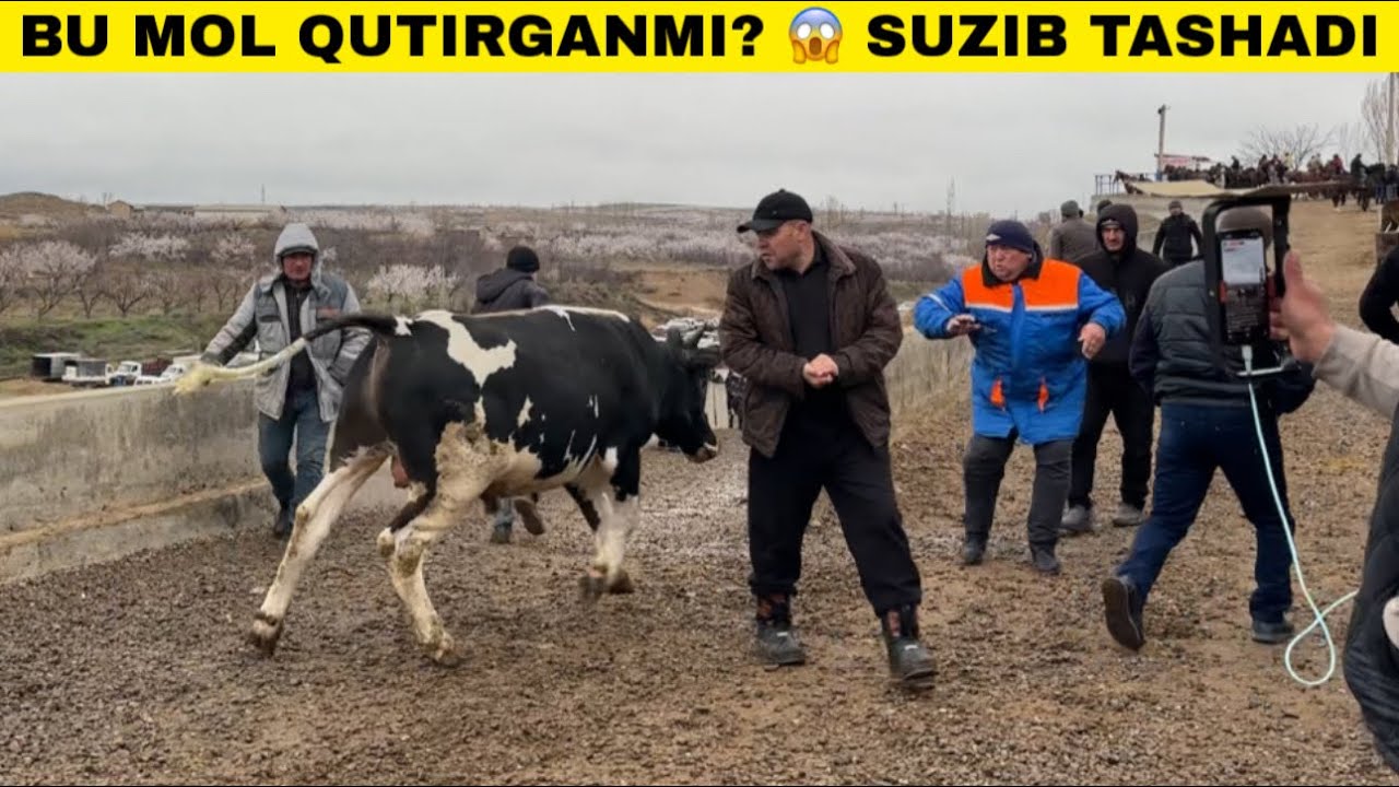 ВАЗИЯТ БУГУН ОГИР 😱 ШОХИДОН МОЛ БОЗОРИДАН СОТИЛГАН МОЛ НАРХЛАРИ ДАХШАТ!