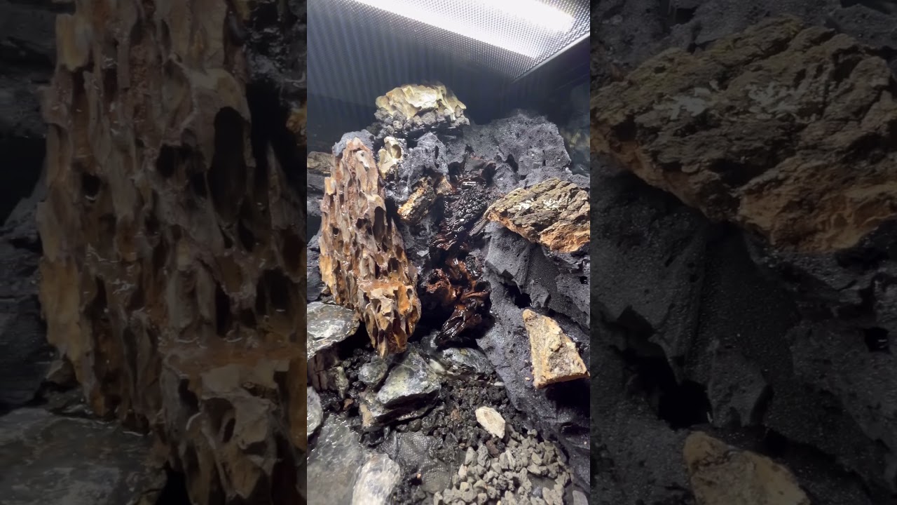 1 Year Old Poison Dart Frog Ecosystem! #youtubeshort #fyp #dartfrog