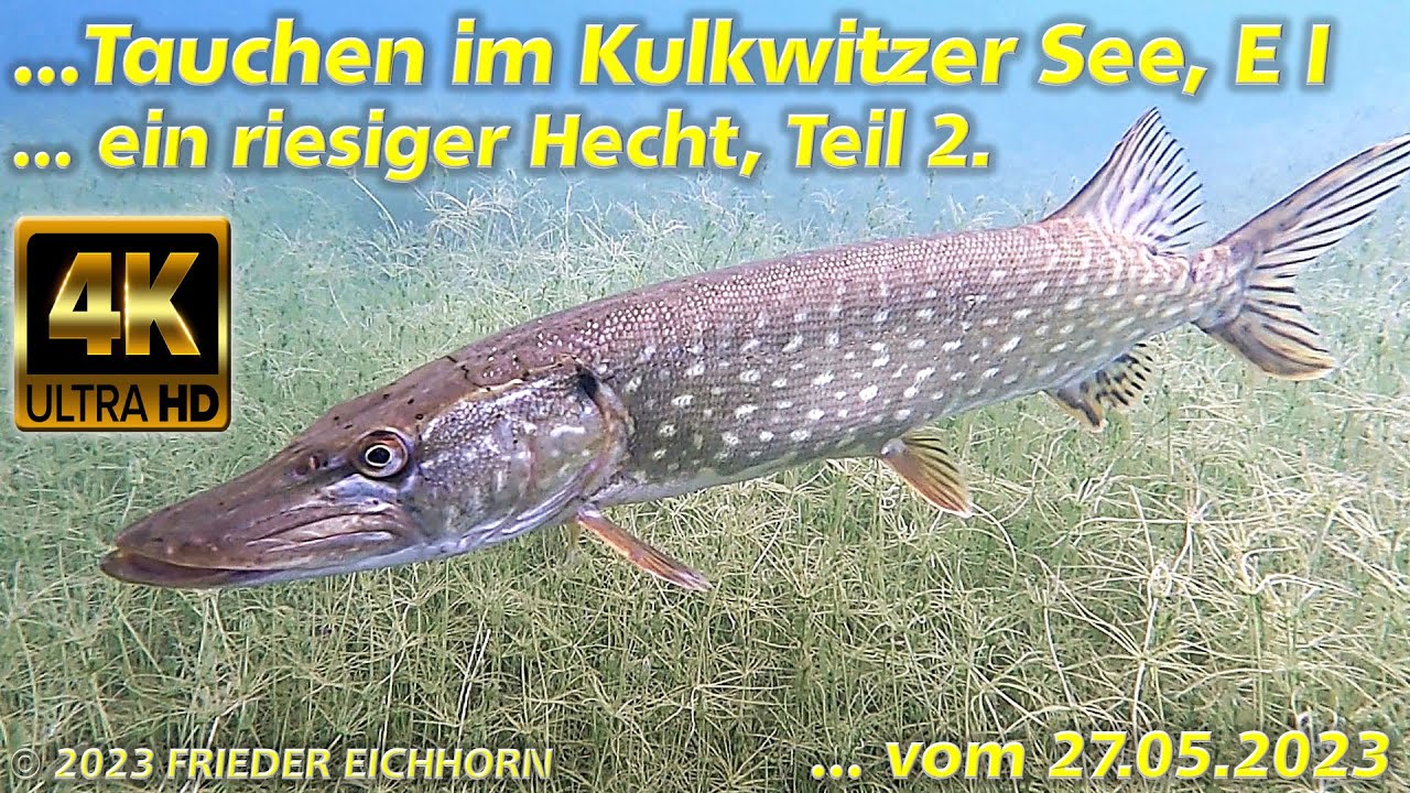 Tauchen im Kulkwitzer See E I, ein riesiger Hecht, bei Göhrenz, 27.05.2023, Teil 2...