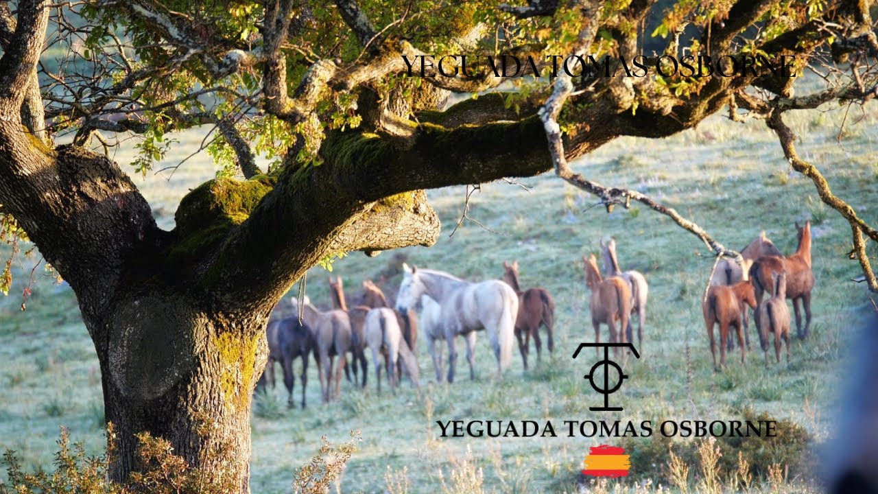 YEGUADA TOMAS OSBORNE. CABALLOS DE PURA RAZA ESPAÑOLA (ESPAÑA)