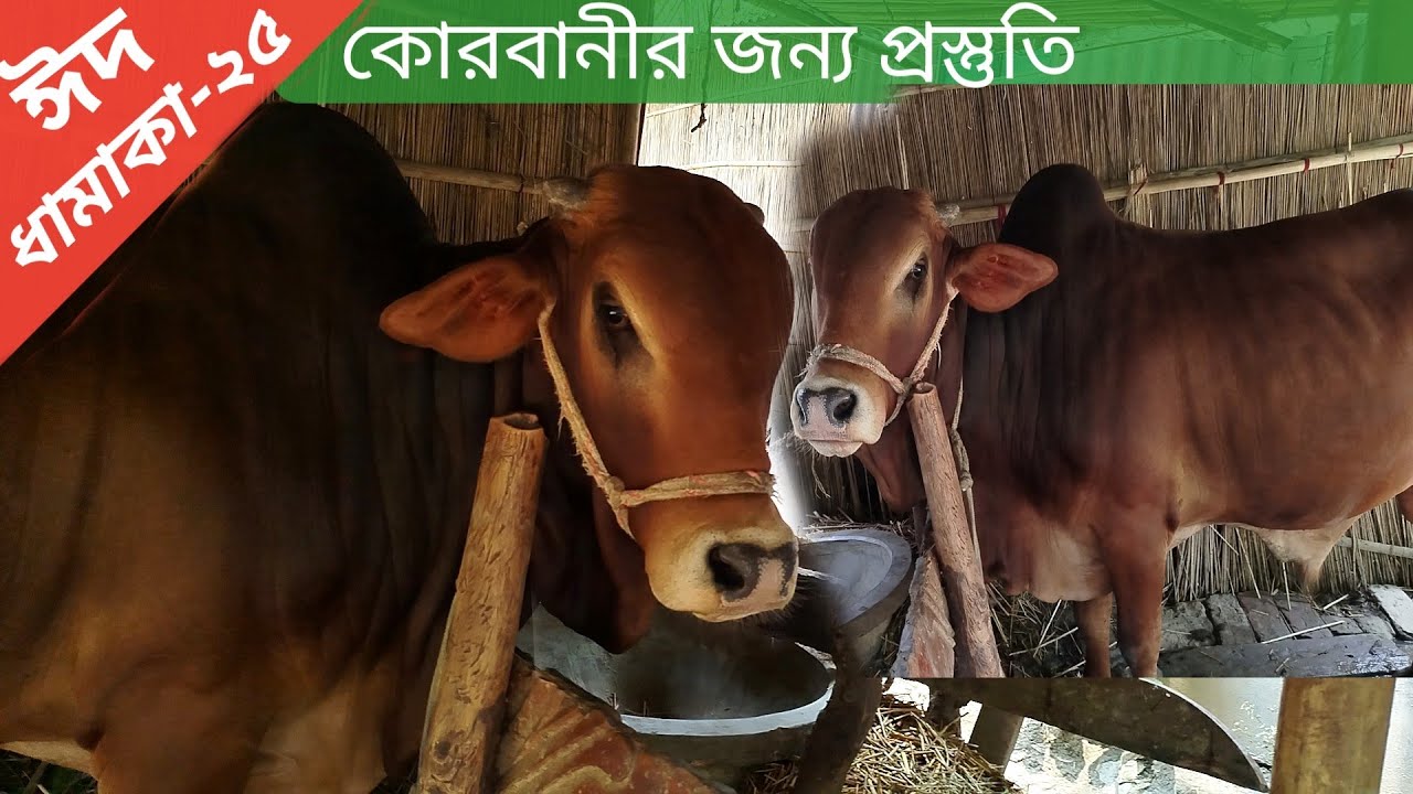 60- এবার দেখুন প্রান্তিক খামারীর ঈদ ধামাকা ২০২৫।Caw farm Anju Ahamed.Krishi Khamar Chitra.ষাঁড় গরু।।