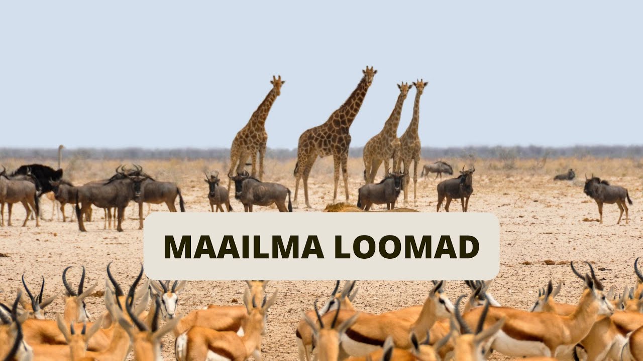 Maailma loomad