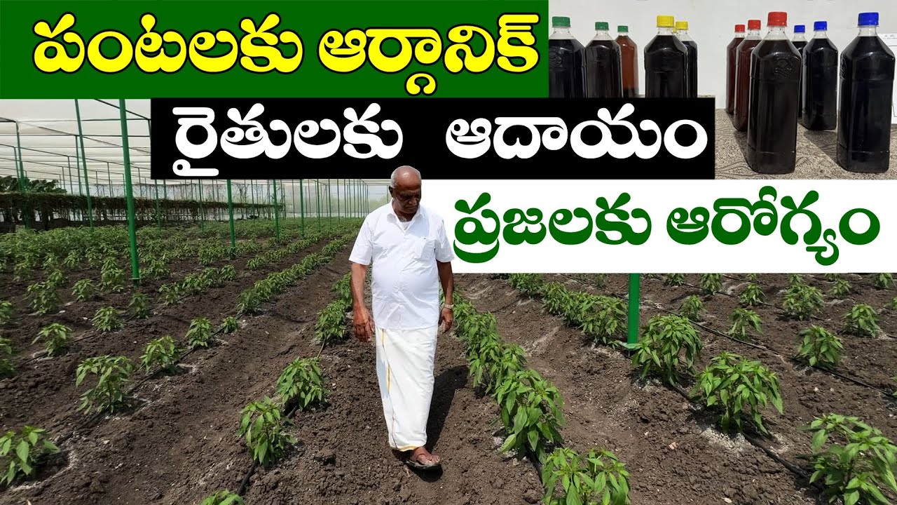 పంటలకు ఆర్గానిక్, రైతులకు ఆదాయం, ప్రజలకు ఆరోగ్యం | Ponnuswamy Organic Farming
