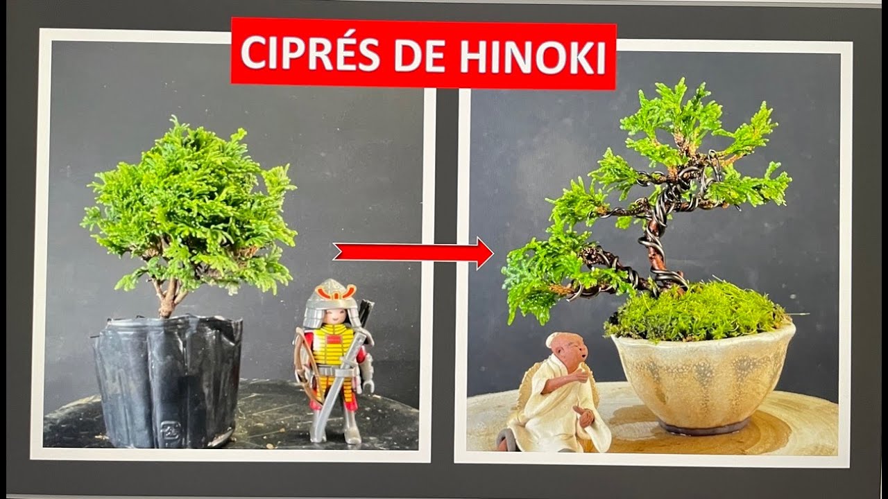 CIPRÉS DE HINOKI: TRABAJO INTEGRAL