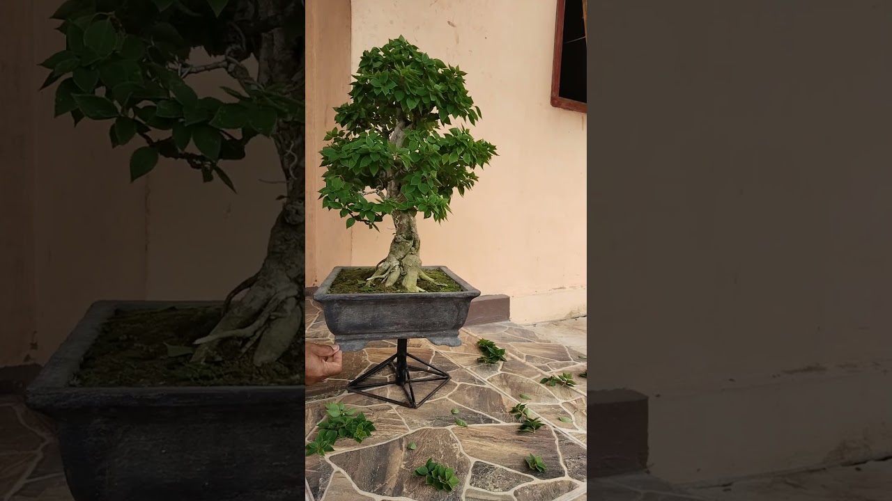 BONSAI BOUGENVILLE. 