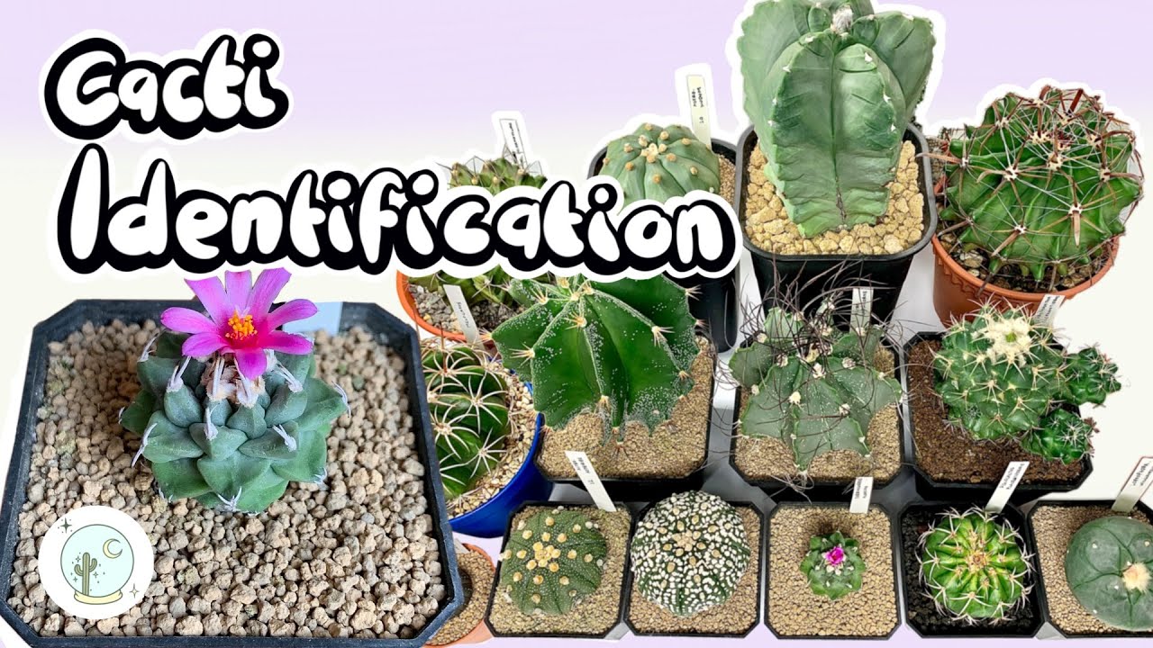 Cacti Identification Part 1 — Ep 01