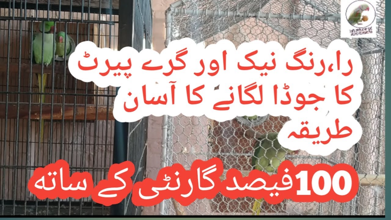 Raw ,Ringneck ,grey parrot ka pair lagana ka asan tariqa (HBL and KA)