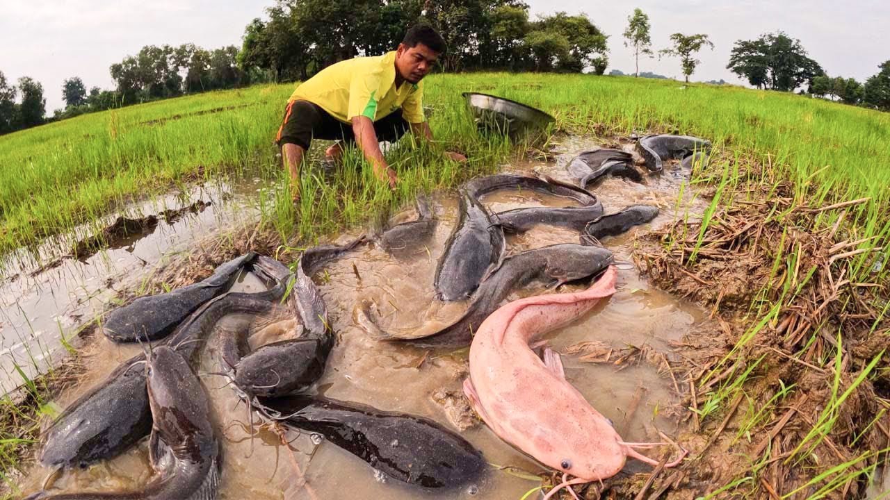 Best hand fishing/ a fisherman’s hand skill catch a lot of fish by hand 🤚