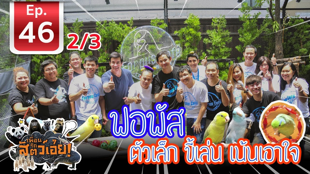 Forpus นกแก้วฟอฟัส กับความอัจฉริยะที่เหนือชั้น - เพื่อนรักสัตว์เอ๊ย EP46 (2/3)